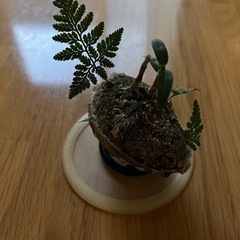 インテリアに。の画像