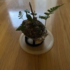 インテリアに。の画像