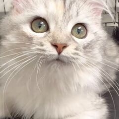 サイベリアン●●アゴはネコでお世話・里親募集中●●　子猫ちゃん　...