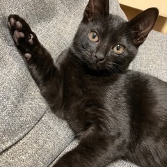 元気いっぱい甘えん坊　黒猫オス　0才4ヶ月