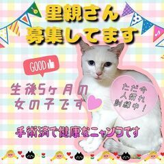 生後7ヶ月位　シャム風のりりちゃん【12/18(日曜日)　🌟久留...