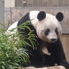 12/17日(日)、40、50代大人女性で上野動物園に行きましょう！