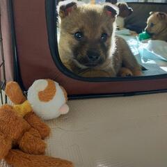 【ペッパー】生後約2ヶ月子犬の里親募集!