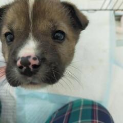 【ニモ】生後約2ヶ月の子犬里親募集!