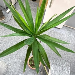 150cm の　木　　観葉植物　インテリア 　本物の少し元気がな...