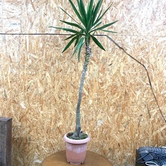150cm の　木　　観葉植物　インテリア 　本物の少し元気がない木。　プランター付きの画像