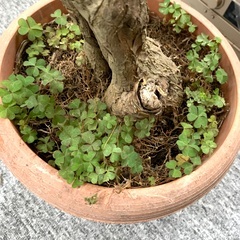 150cm の　木　　観葉植物　インテリア 　本物の少し元気がない木。　プランター付きの画像