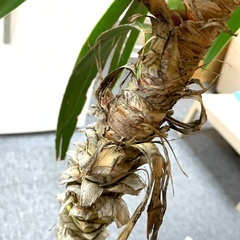 150cm の　木　　観葉植物　インテリア 　本物の少し元気がない木。　プランター付きの画像