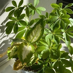 観葉植物　カポック　寄せ植え　鉢ごとの画像