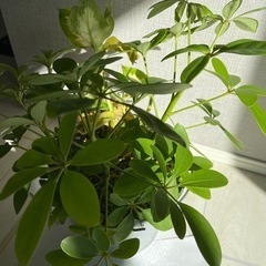 観葉植物　カポック　寄せ植え　鉢ごとの画像