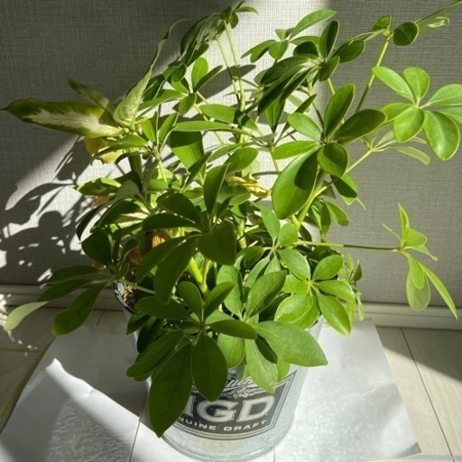 観葉植物　カポック　寄せ植え　鉢ごと