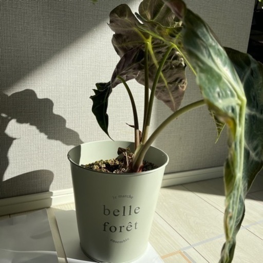 観葉植物　アロカシア　ポリー　鉢のまま