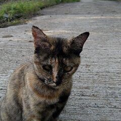 迷い猫探しています
