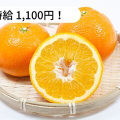 【日払い！】愛媛県松山市吉藤で柑橘の収穫作業等のお仕事！【単発/...
