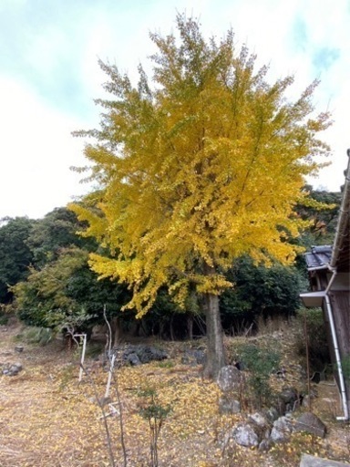 伐採したイチョウの木いかがですか？
