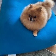 可愛いポメラニアン