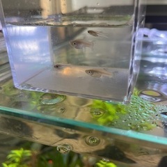 グッピー4匹 差し上げます！