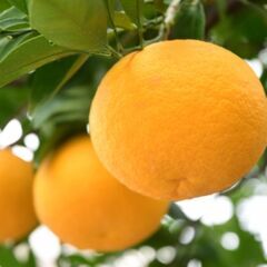 【日払い！】愛媛県松山市三津で伊予柑の収穫のお仕事！【単発/短期求人】