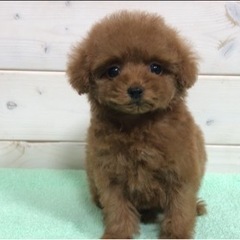 ★週1日からok！ワンちゃんのお掃除・お世話スタッフ募集！！日払い可能★の画像