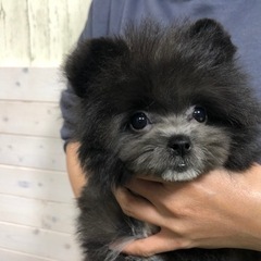★週1日からok！ワンちゃんのお掃除・お世話スタッフ募集！！日払い可能★の画像