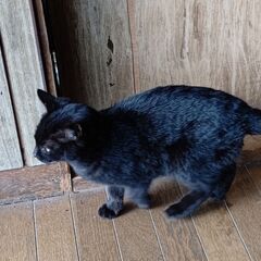 迷い猫の親猫と子猫の飼い主を募集しています（３匹） - 猫