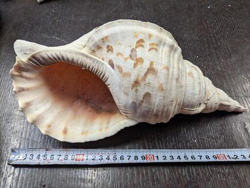 ほら貝　35センチ