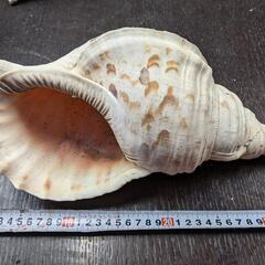 ほら貝　35センチ