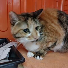 10歳の三毛猫、もらってください。