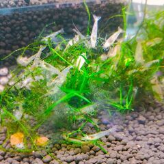 放出！屋外越冬　🐟ミナミヌマエビ　20匹+α　⑥