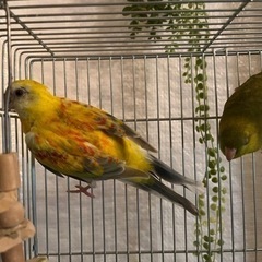 ビセイインコ　と　サザナミインコ