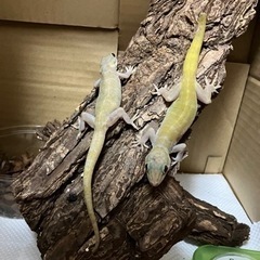 バナナヤモリペア