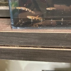12月16日入荷