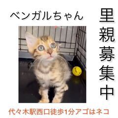 ベンガルちゃん　子猫　●●アゴはネコでお世話・里親募集中●●　代々木駅徒歩１分　アゴはネコの画像