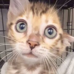 ベンガルちゃん　子猫　●●アゴはネコでお世話・里親募集中●●　代々木駅徒歩１分　アゴはネコ - 渋谷区