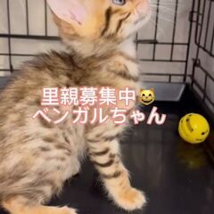 ベンガルちゃん　子猫　●●アゴはネコでお世話・里親募集中●●　代々木駅徒歩１分　アゴはネコ - 猫