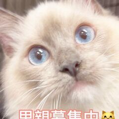 ラグドール子猫ちゃん　●●アゴはネコでお世話・里親募集中●●JR...