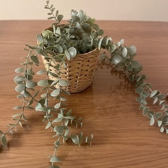 IKEA FEJKA フェイカ イケア 観葉植物 の画像