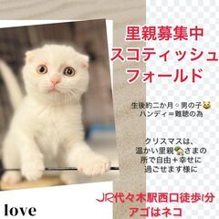 スコティッシュフォールド子猫●●アゴはネコでお世話・里親募集・代...