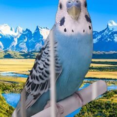 ご高齢者様歓迎、きれいなブルーの手乗りセキセイインコ🎶オパーリン...