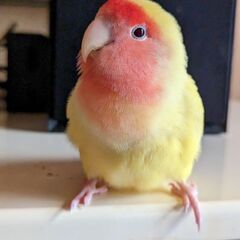 コザクラインコを探しています