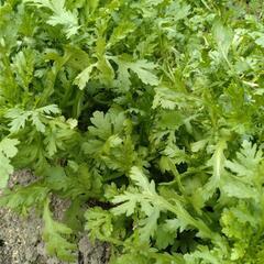 無農薬冬野菜③の画像