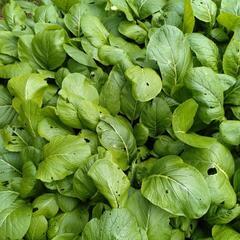 無農薬冬野菜③の画像