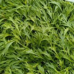 無農薬冬野菜③の画像