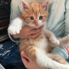 保護猫　子猫　里親　募集