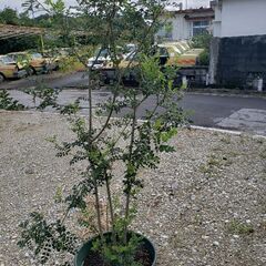 シマトネリコ　約170㎝