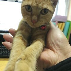 茶トラ（まるどら）の女の子（避妊済）まだ募集中です。