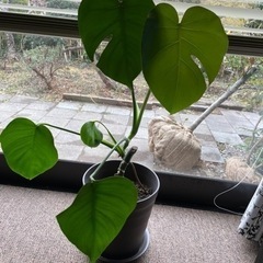 ※決まりました。ポトス　モンステラの画像