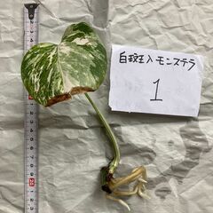 白斑入りモンステラ 【No.1】根は充分に伸びています。
