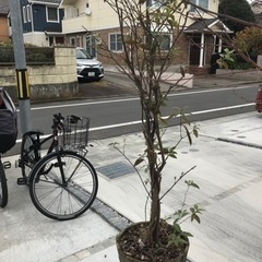 レモンマートル　鉢植え