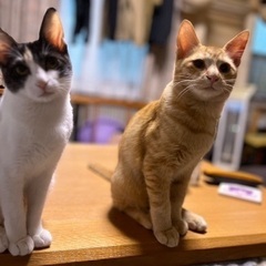 12/18姪浜譲渡会参加 - 猫